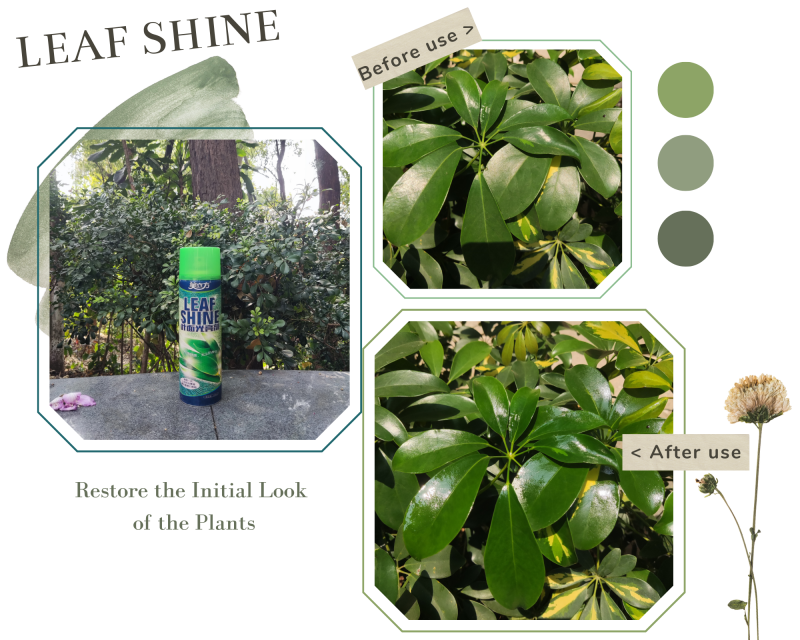 leaf-shine-7